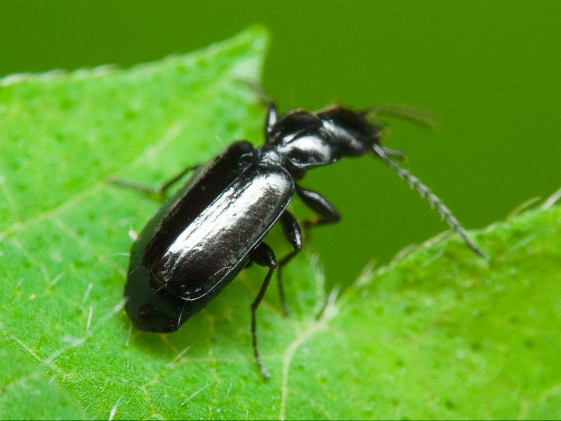 Microlestes gracilicornis Holdhaus, 1912